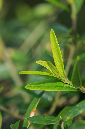 绿植树叶花卉鲜花植物元素摄影图片