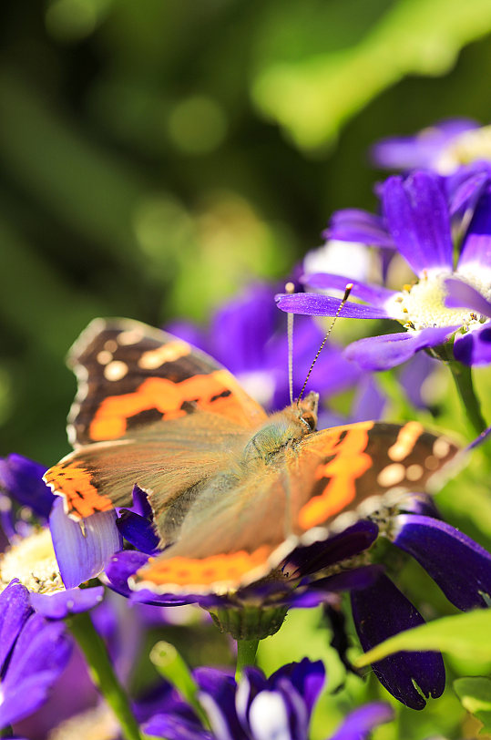 蝴蝶与花卉特写镜头摄影图片