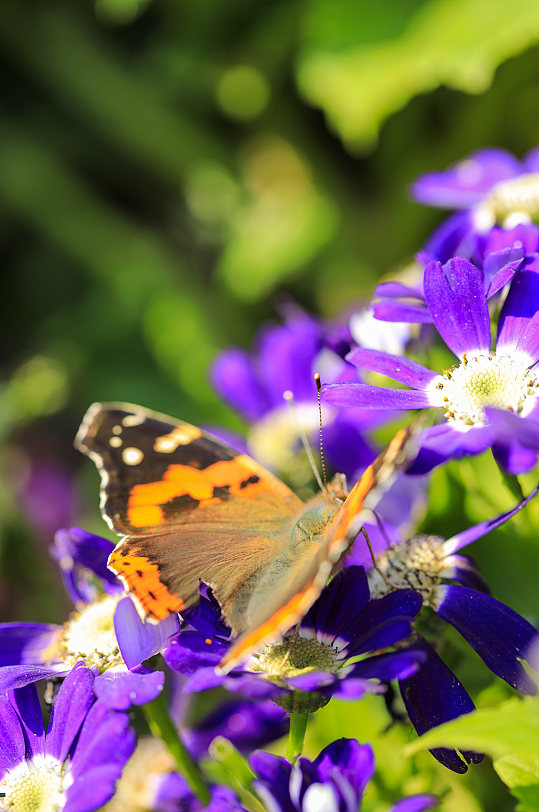 特写蝴蝶花卉鲜花植物元素摄影图片