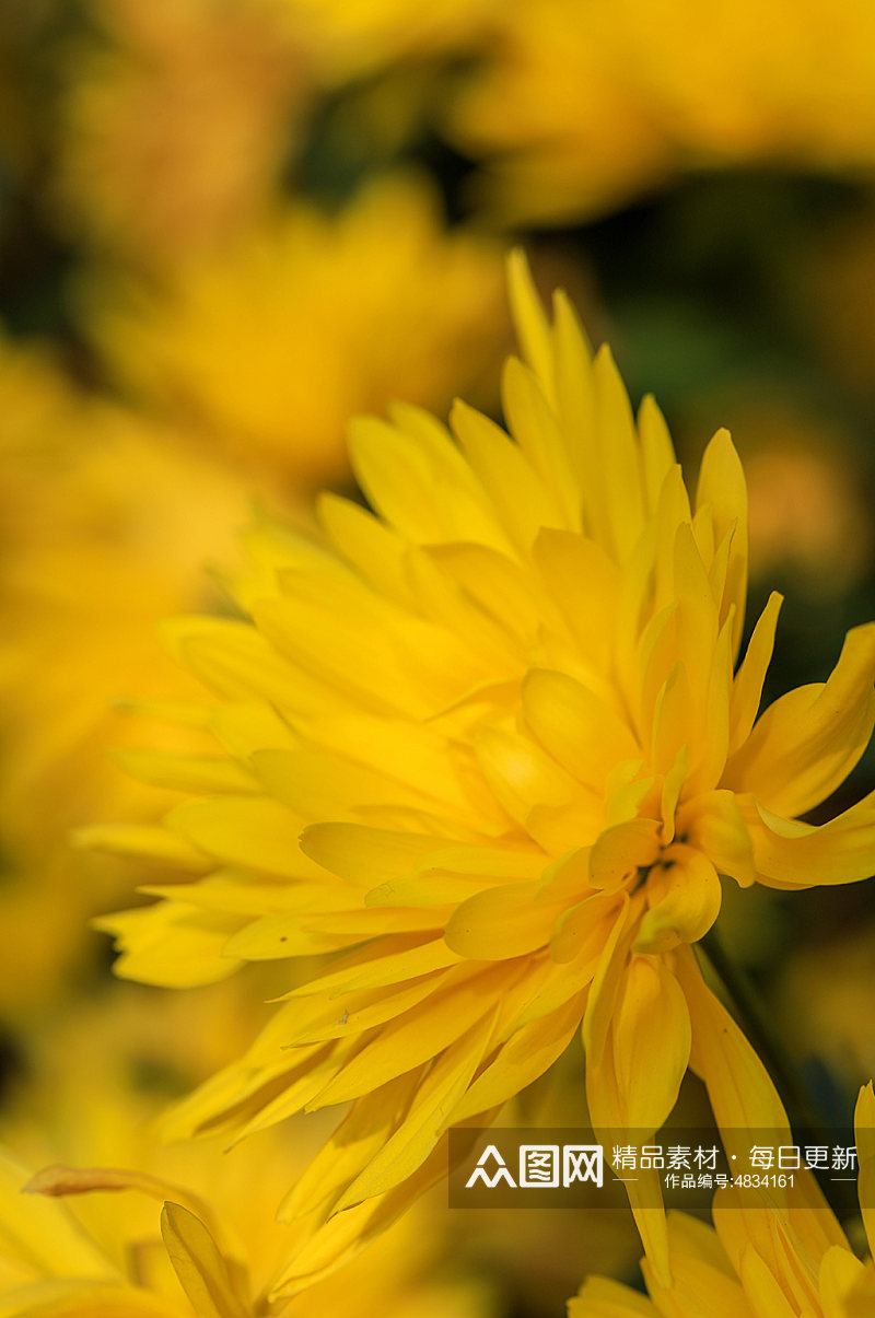 自然花卉鲜花绿叶特写风光摄影图片素材
