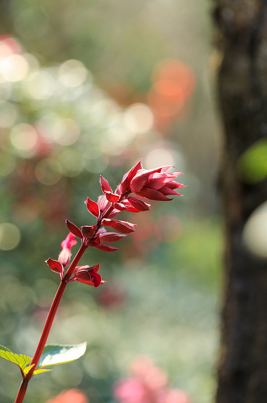 自然花卉鲜花绿叶特写风光摄影图片