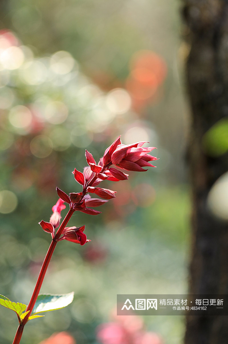 自然花卉鲜花绿叶特写风光摄影图片素材