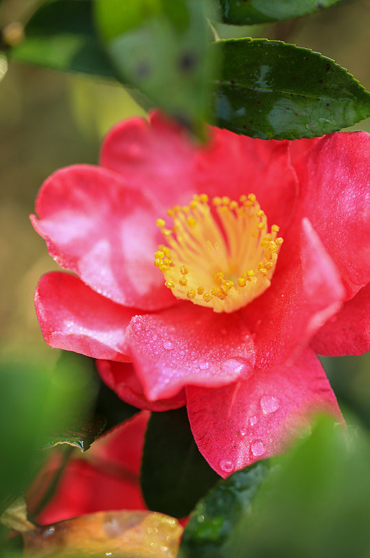 自然风光花卉鲜花绿植风景摄影图片-众图网