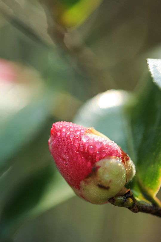 自然风光花卉鲜花绿植风景摄影图片-众图网