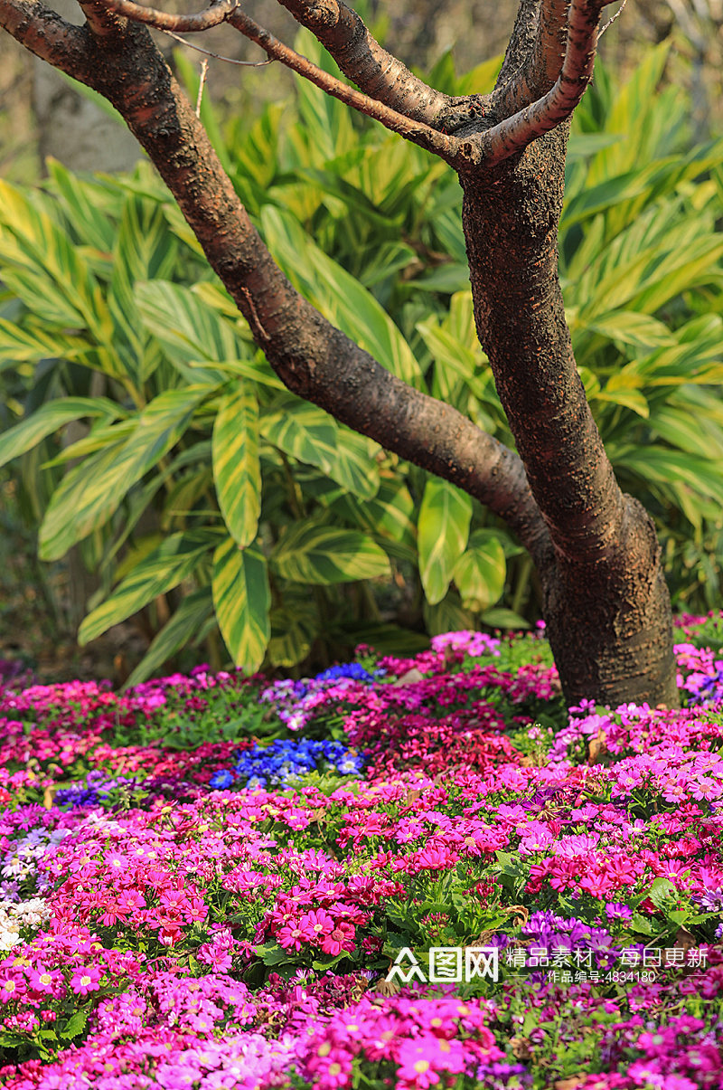 自然风光花卉鲜花绿植风景摄影图片素材