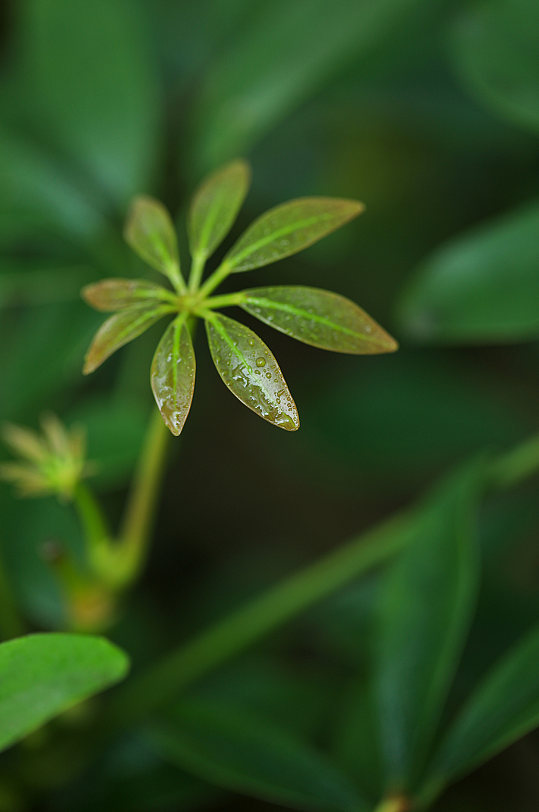 自然风光花卉鲜花绿植风景摄影图片