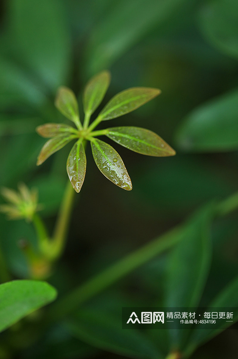 自然风光花卉鲜花绿植风景摄影图片素材