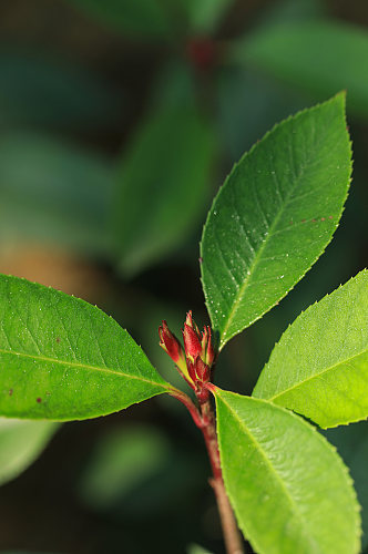 绿植树叶花卉鲜花植物元素摄影图片