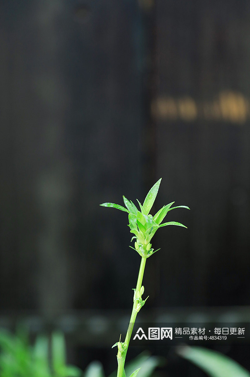 绿叶植物自然景色花卉花朵风光摄影图片素材