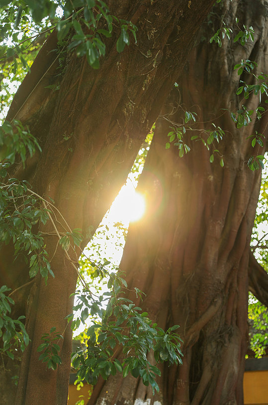 自然景观树木绿植花卉风光摄影图片-众图网