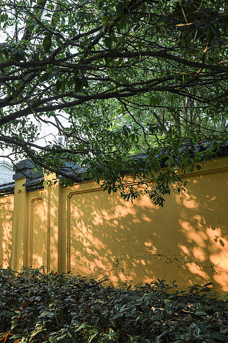 古风围墙外景屋檐树枝景观风光摄影图片
