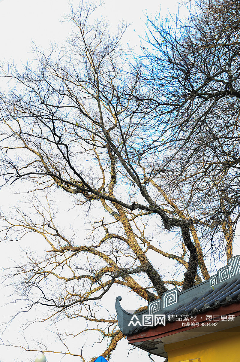 古风建筑外景屋檐树枝景观风光摄影图片素材