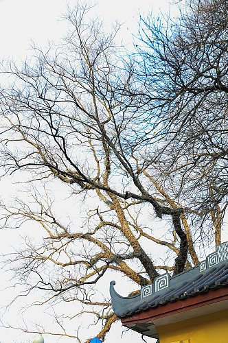 古风建筑外景屋檐树枝景观风光摄影图片