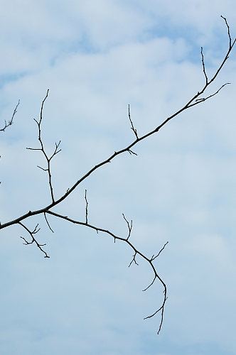 树枝树叶绿植自然风光摄影图片