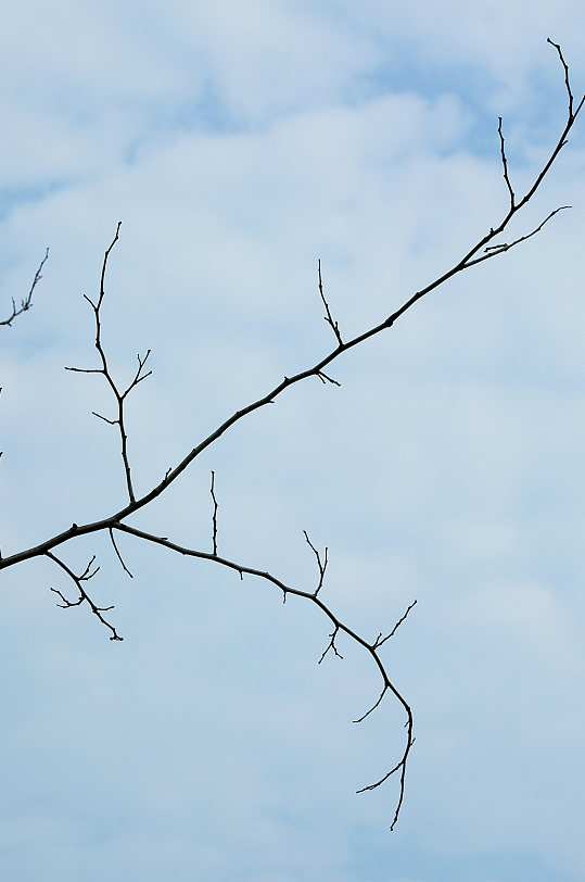 树枝树叶绿植自然风光摄影图片