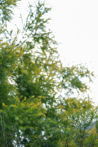 绿叶植物风光自然景色花卉花朵摄影图片