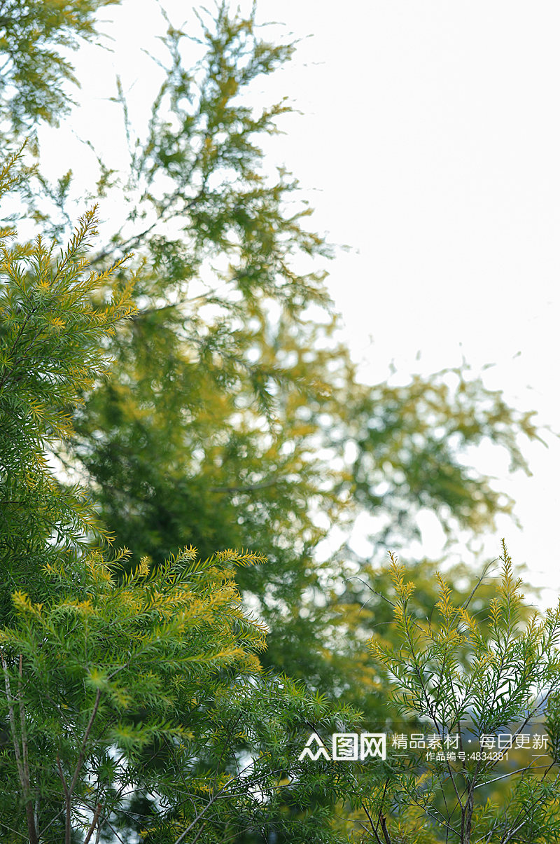 绿叶植物风光自然景色花卉花朵摄影图片素材