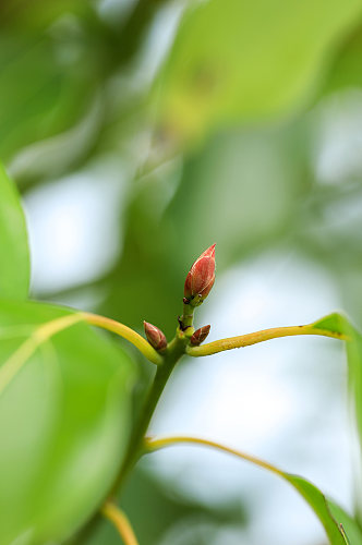 自然风光花卉绿叶绿植植物摄影图片