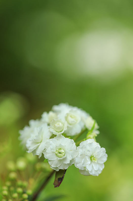 春天白色麻叶绣线菊花花卉物品摄影图片