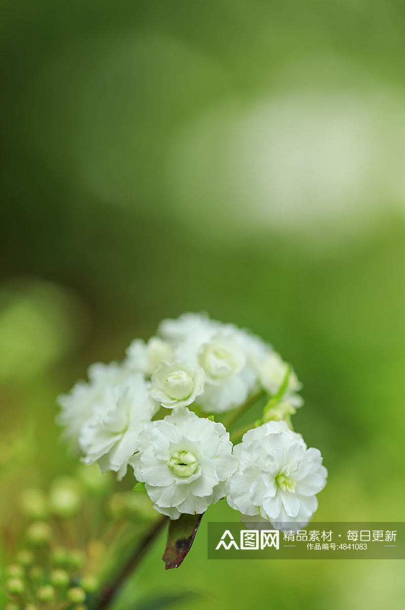 春天白色麻叶绣线菊花花卉物品摄影图片素材