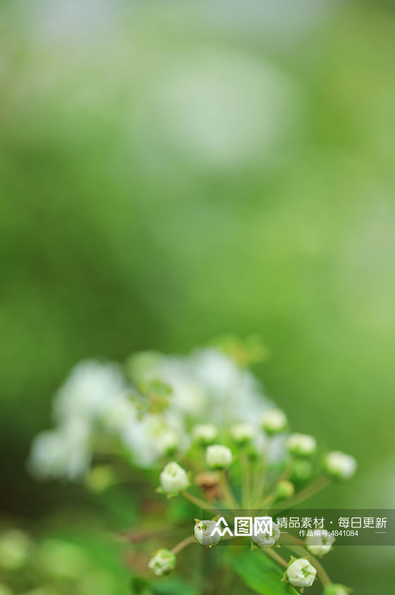 春天白色圆锥石头花花卉物品摄影图片素材