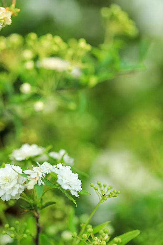 春天白色麻叶绣线菊花花卉物品摄影图片