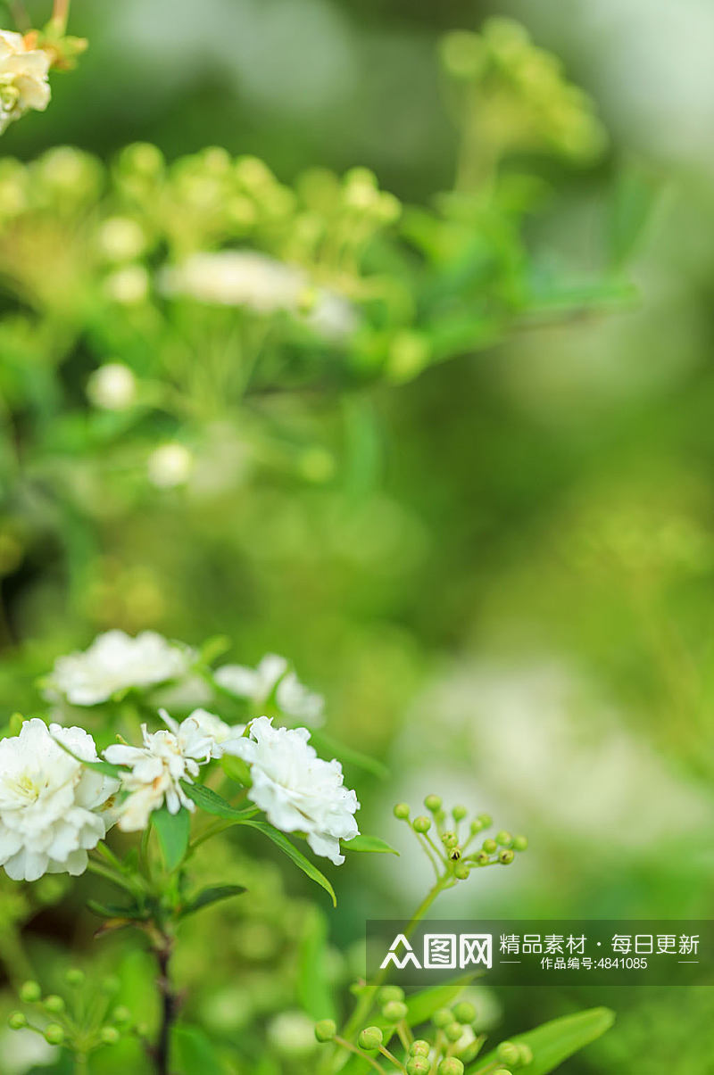 春天白色麻叶绣线菊花花卉物品摄影图片素材