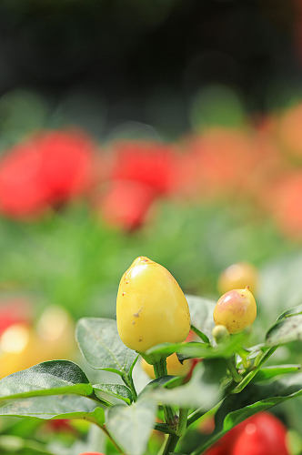 黄色五彩椒花卉物品摄影图片