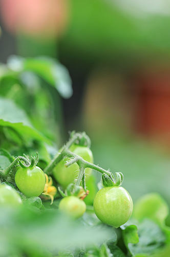春季绿色小番茄花卉物品摄影图片