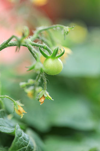 春季绿色小番茄花卉物品摄影图片
