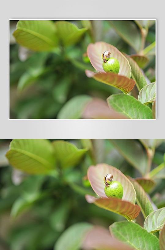 春季绿色番石榴花卉物品摄影图片