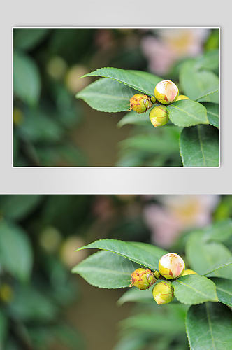 春季山茶花花蕾花卉物品摄影图片