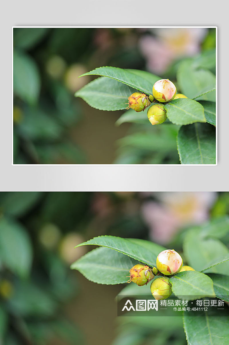 春季山茶花花蕾花卉物品摄影图片素材