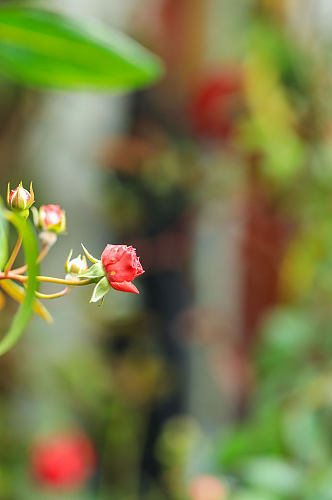 红色月季花花卉物品摄影图片