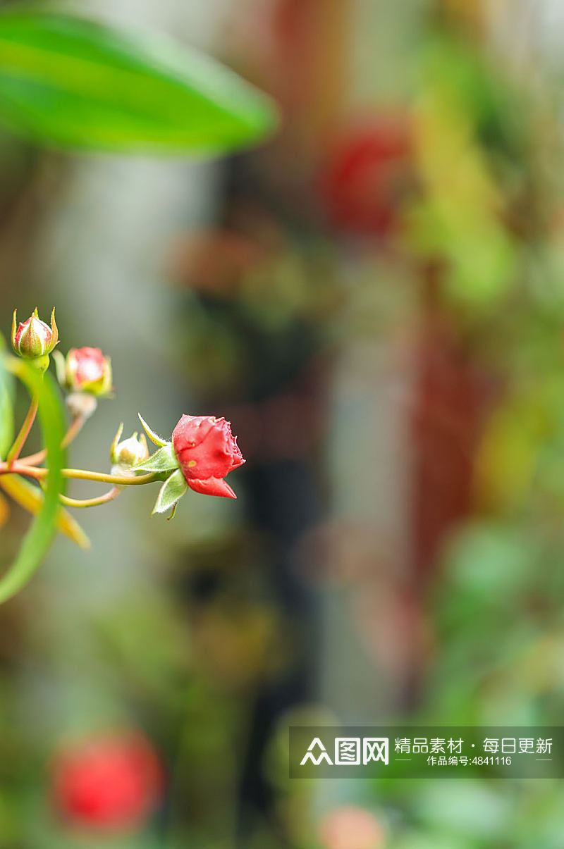 红色月季花花卉物品摄影图片素材