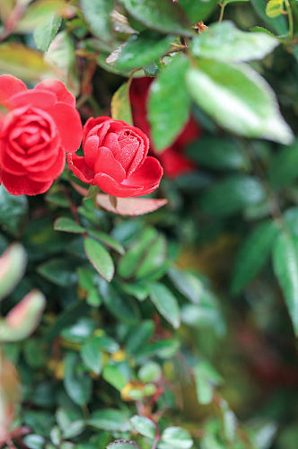 红色月季花花卉物品摄影图片