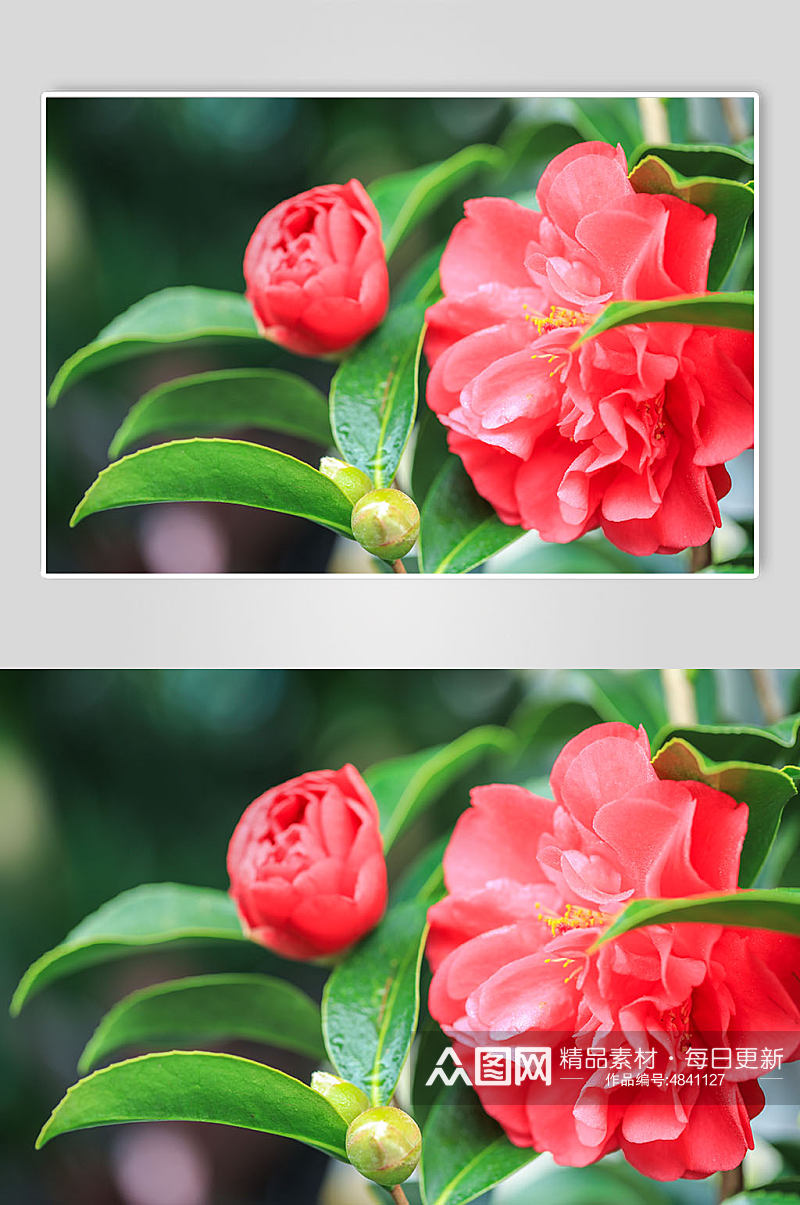 红色月季花花卉物品摄影图片素材