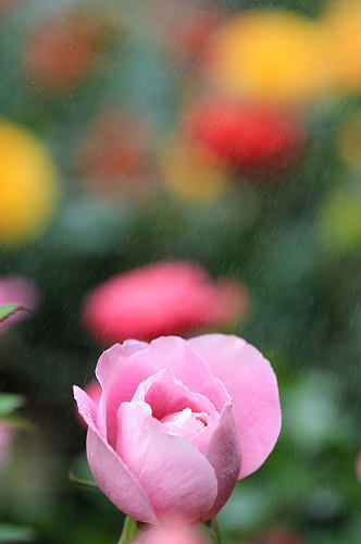 粉色月季花花卉物品摄影图片