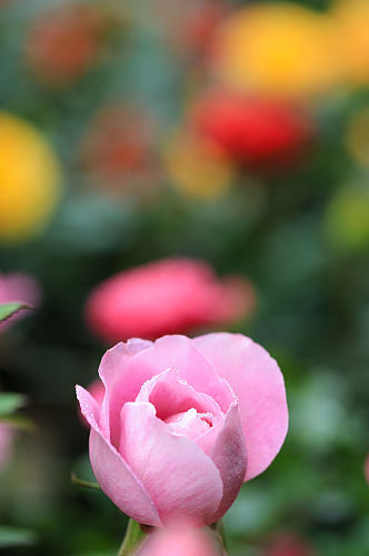 粉色月季花花卉物品摄影图片