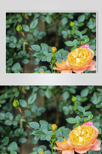 黄色月季花花卉物品摄影图片