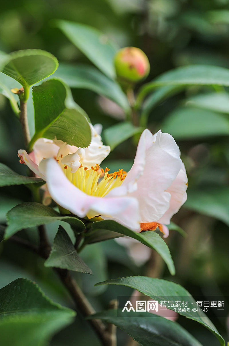 白色山茶花花卉物品摄影图片素材