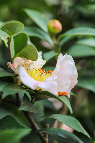 白色山茶花花卉物品摄影图片