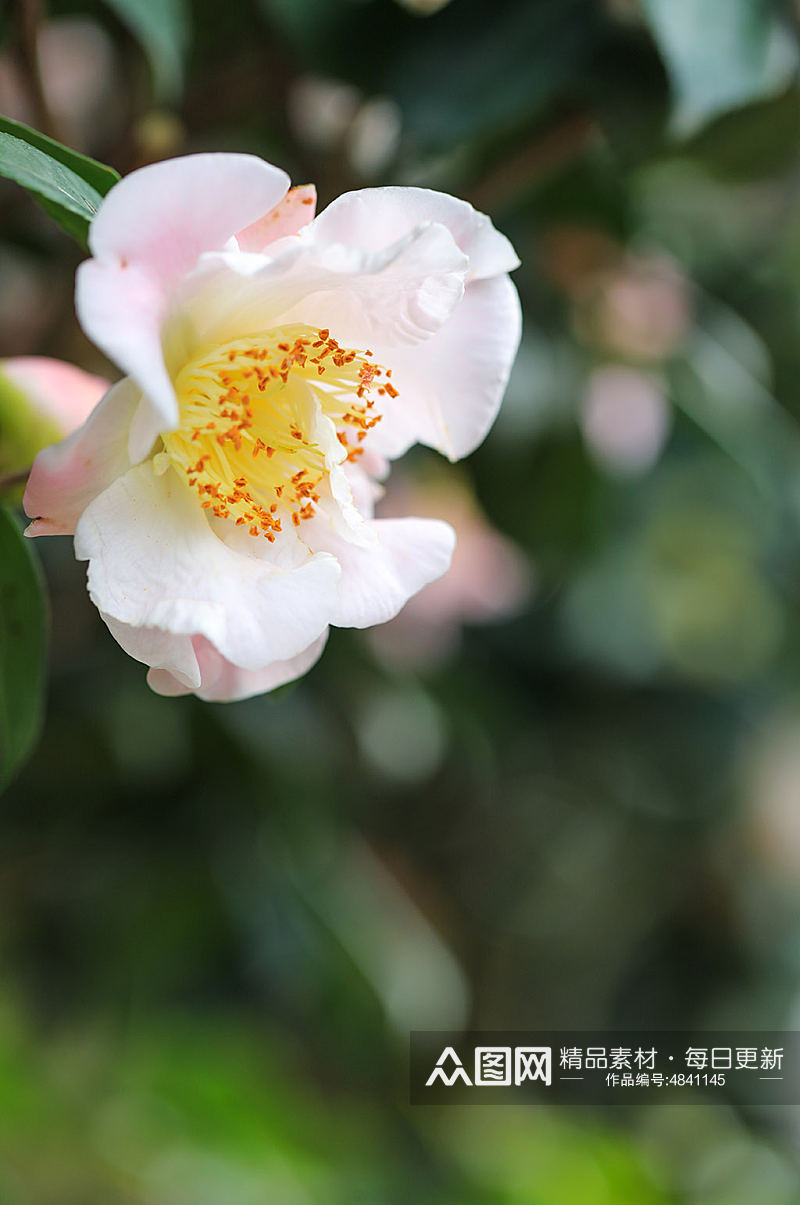 白色山茶花花卉物品摄影图片素材