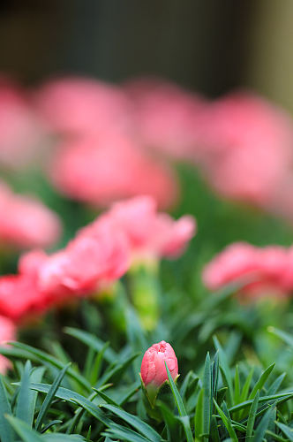 粉色月季花花卉物品摄影图片