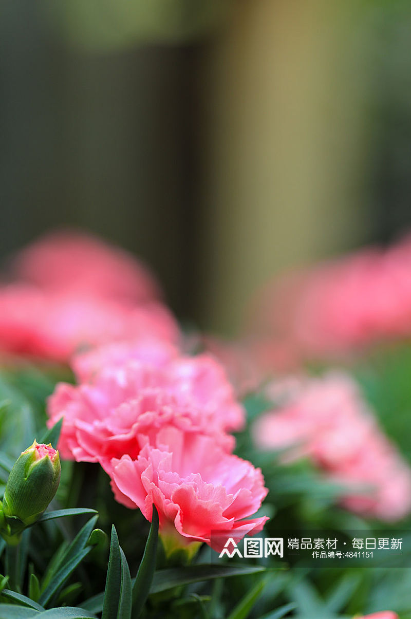 粉色月季花花卉物品摄影图片素材