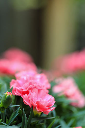 粉色月季花花卉物品摄影图片