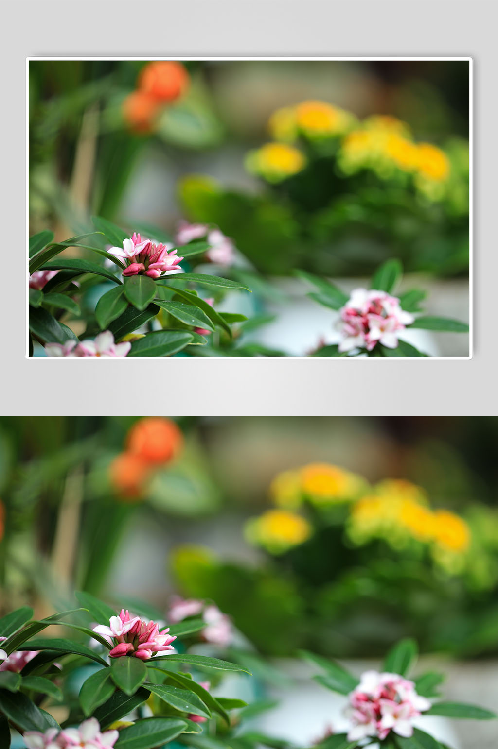 粉色瑞香花花卉物品攝影圖片素材
