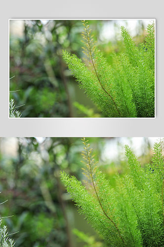 春季绿色天门冬花卉物品摄影图片