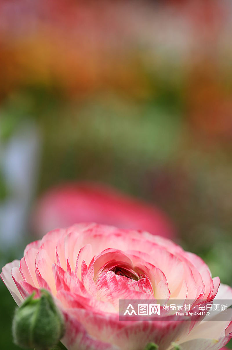 粉色花毛茛花卉物品摄影图片素材