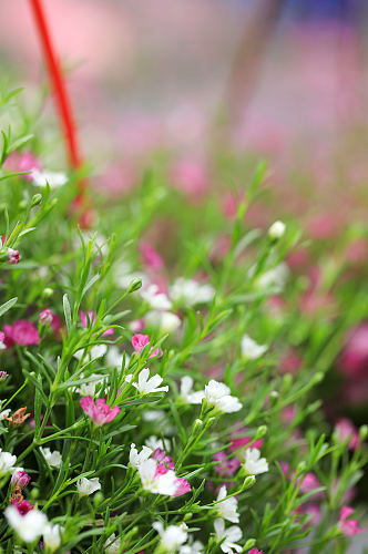 春天紫色白色圆锥石头花花卉物品摄影图片